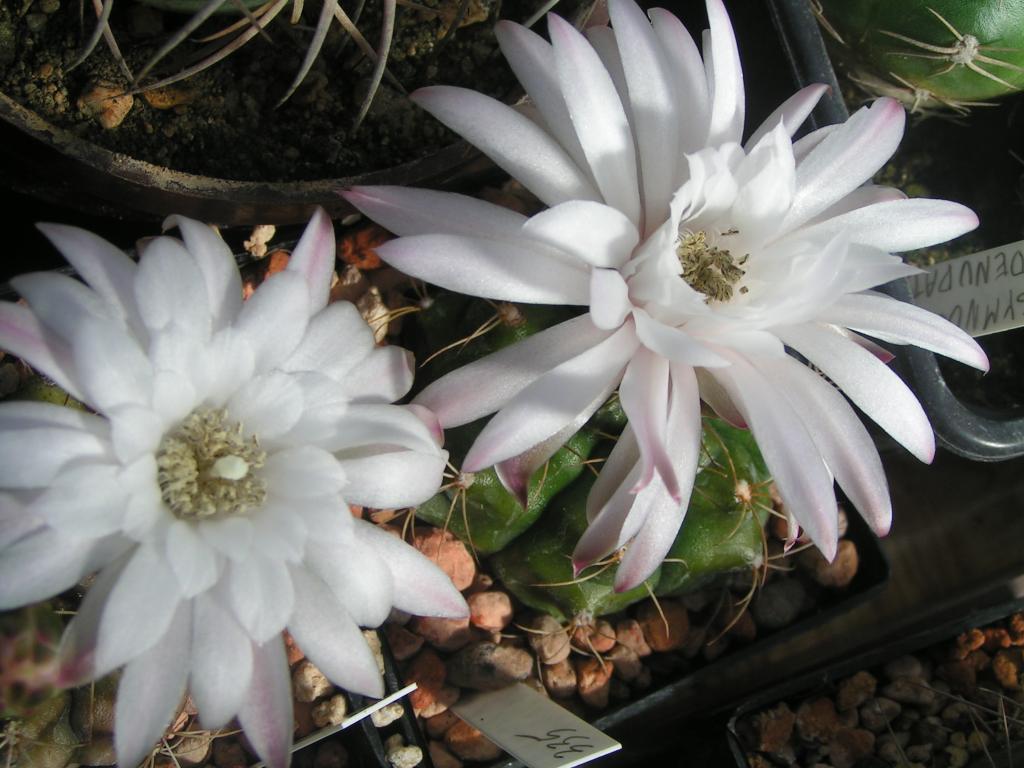 Gymnocalycium damsii v. rotundulum